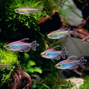 Tetra - Congo 3-4cm Micro Aquatic Shop