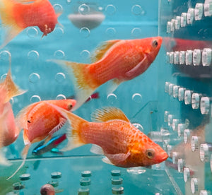 Mollies – A Grade Gold Metalic Balloon 3cm Micro Aquatic Shop