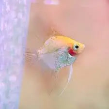 Angel Fish - Blushing Cheek 4cm Micro Aquatic Shop