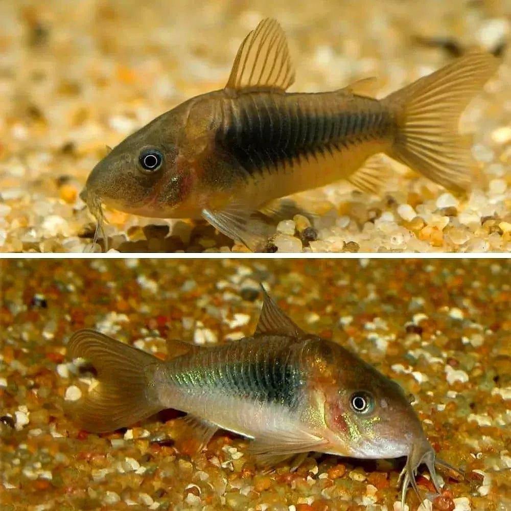 Corydoras - Bronze Micro Aquatic Shop