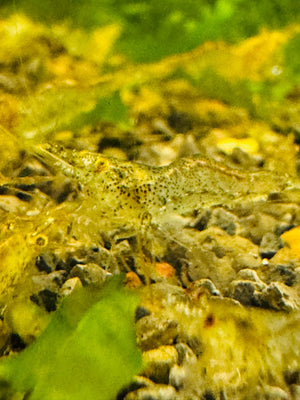 Native Algae Eater Package Special Micro Aquatic Shop