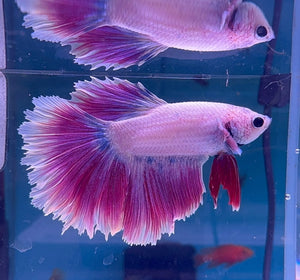 Betta Male - A Grade Purple Dress Micro Aquatic Shop