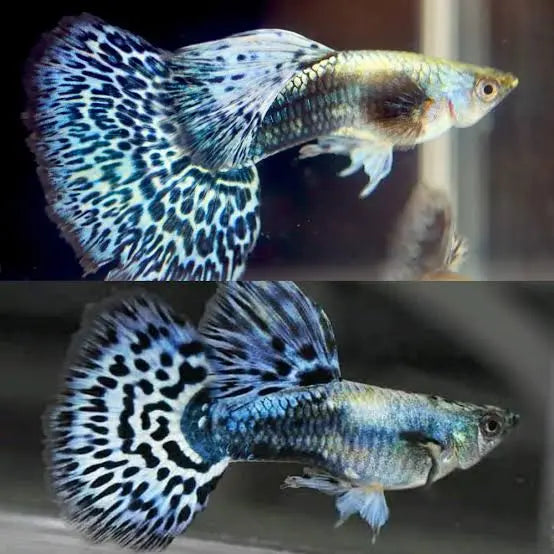 Guppy - Dumbo Blue Dragon Micro Aquatic Shop