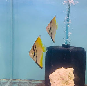 Exotic - Mono Diamond Moonfish 5cm Micro Aquatic Shop