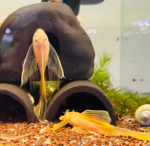 L144 Blue Eye Lemon Bristlenose longfin 4cm Micro Aquatic Shop
