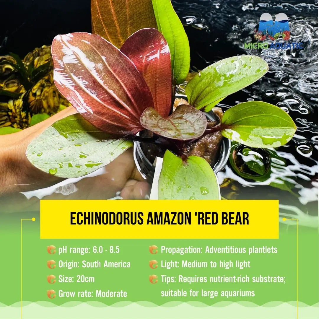 Echinodorus amazon 'Red Bear” Micro Aquatic Shop
