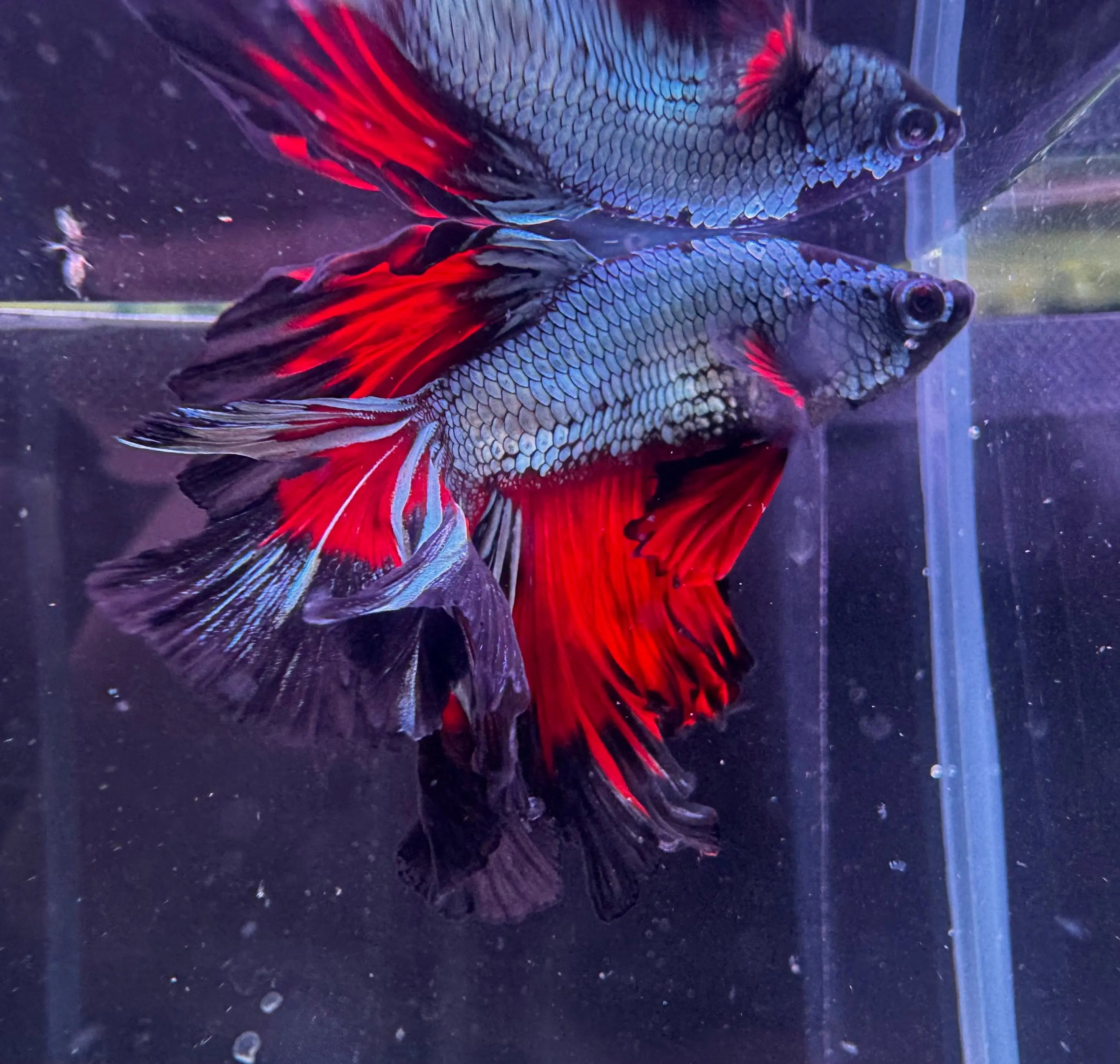 Betta Male - Dark Knight D6 Micro Aquatic Shop