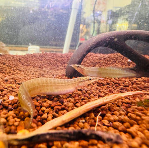 Spiny Eel 8cm Show Micro Aquatic Shop