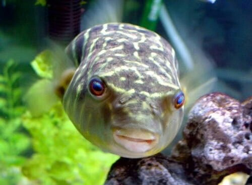 Fahaka Puffer 3cm Micro Aquatic Shop