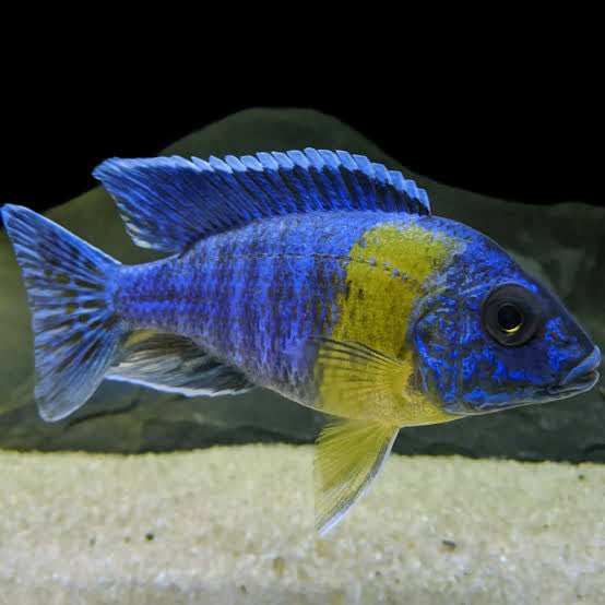African Cichlid - Neon Blue Peacock 5cm Micro Aquatic Shop