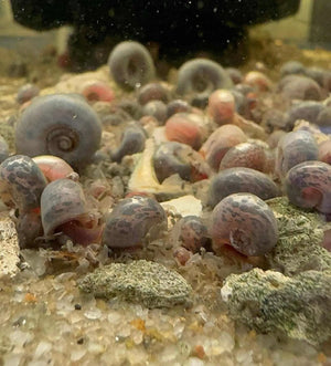 Flash Sale Ramshorn Snail - Blue leopard Micro Aquatic Shop