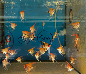 Angel Fish - German Red Devil Angel Rare 5cm Micro Aquatic Shop