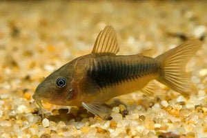 Corydoras - Bronze Micro Aquatic Shop