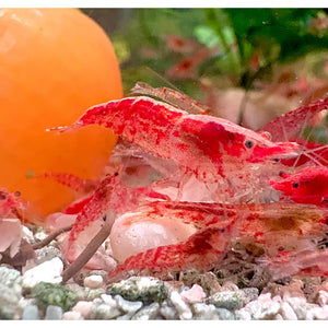 Cherry Shrimp - Red Rilli 1cm Micro Aquatic Shop