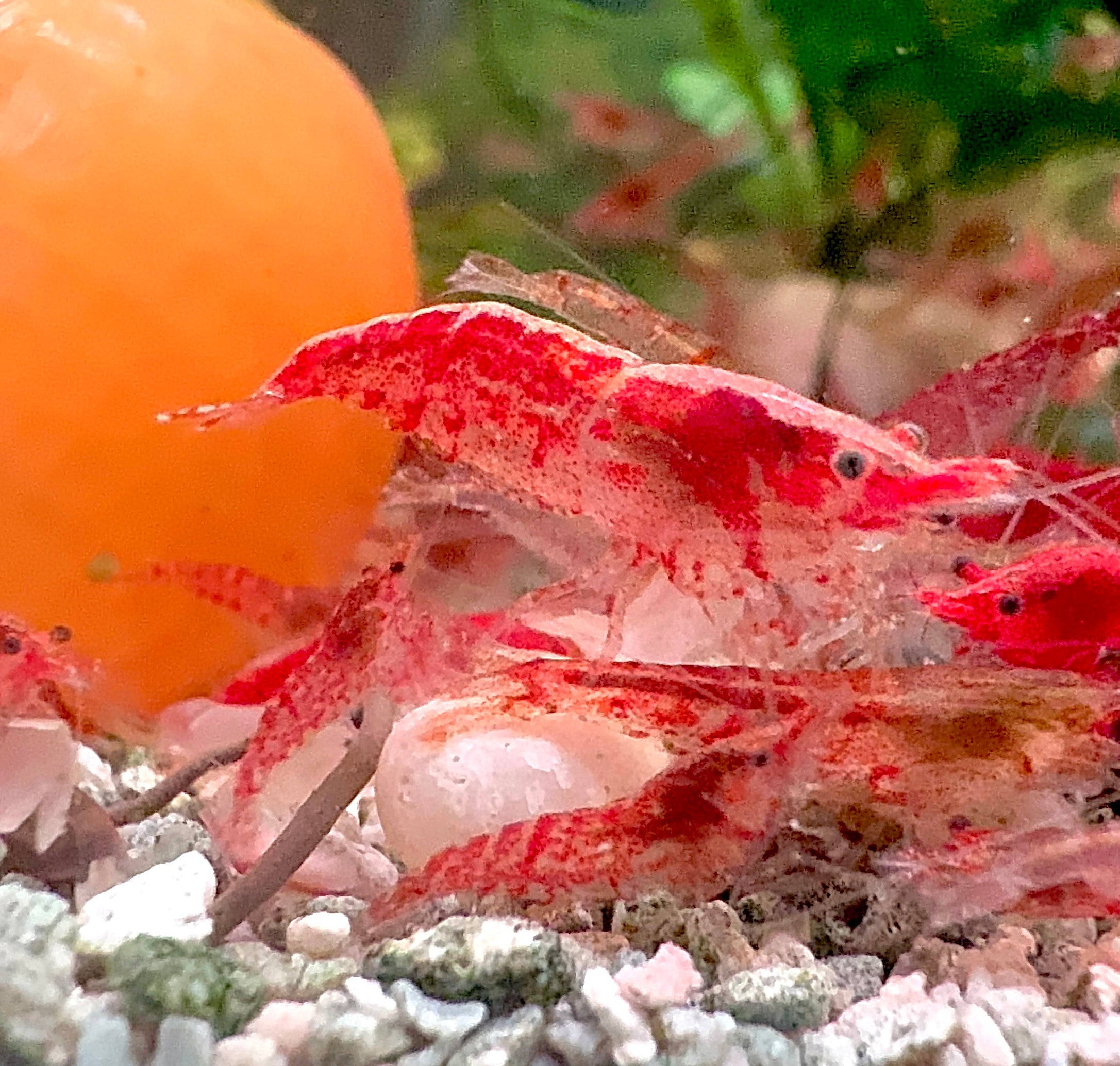 Cherry Shrimp - Red Rilli 1cm Micro Aquatic Shop