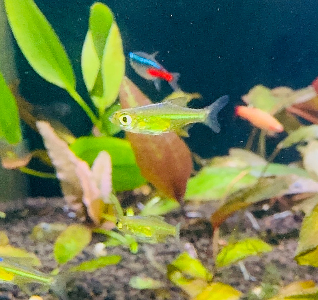Rare Green Neon Rasbora - Kubotai