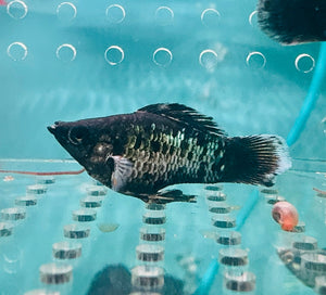 Mollies – Blue Metalic Balloon 3cm Micro Aquatic Shop