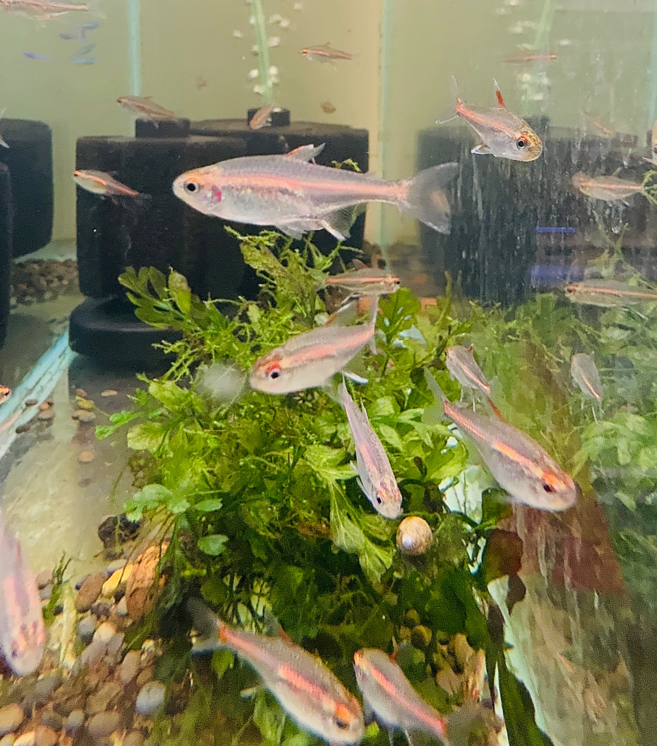 Glowlight Tetra 3cm
