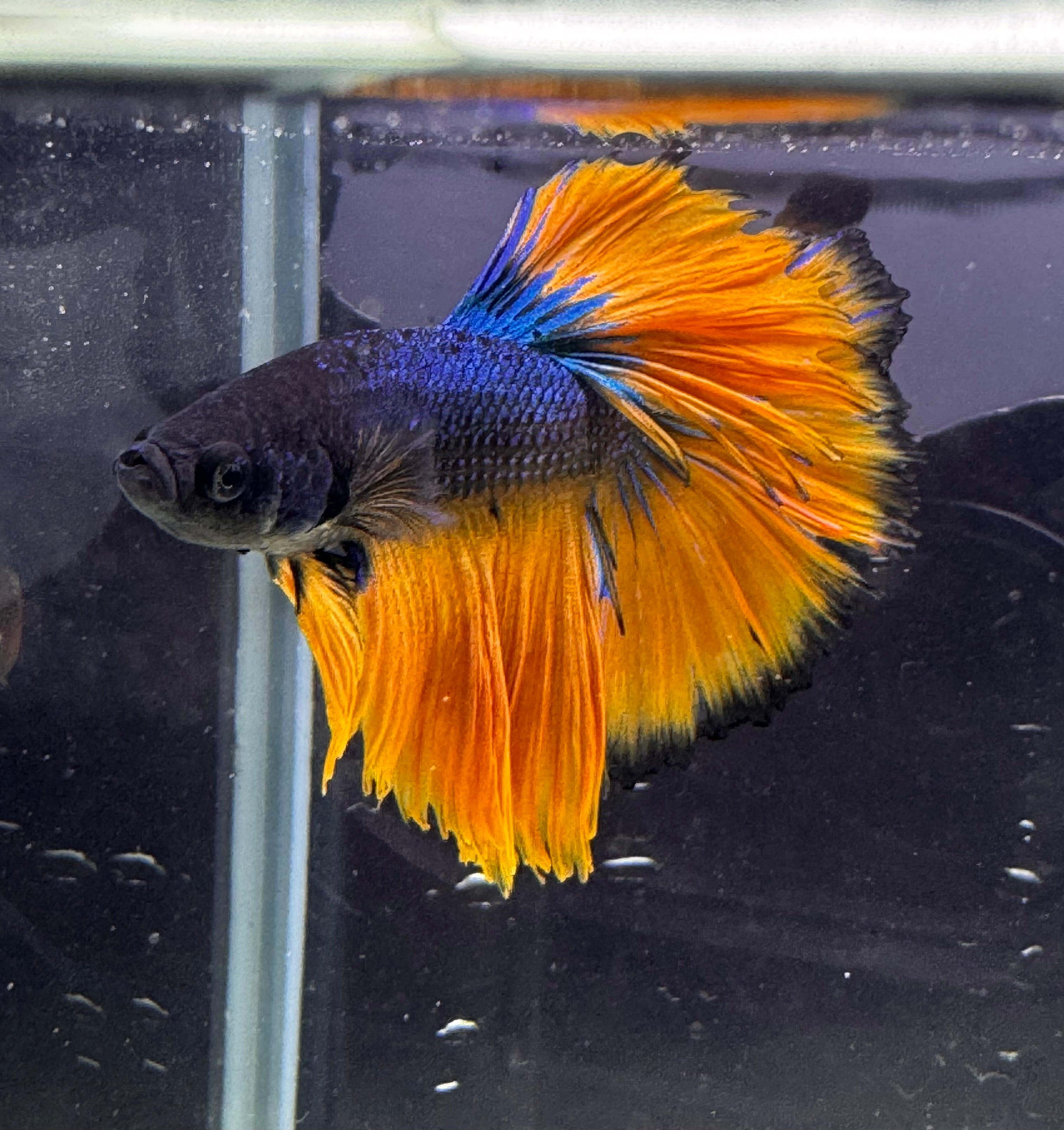 Betta Male - A Grade Half Moon Mustard