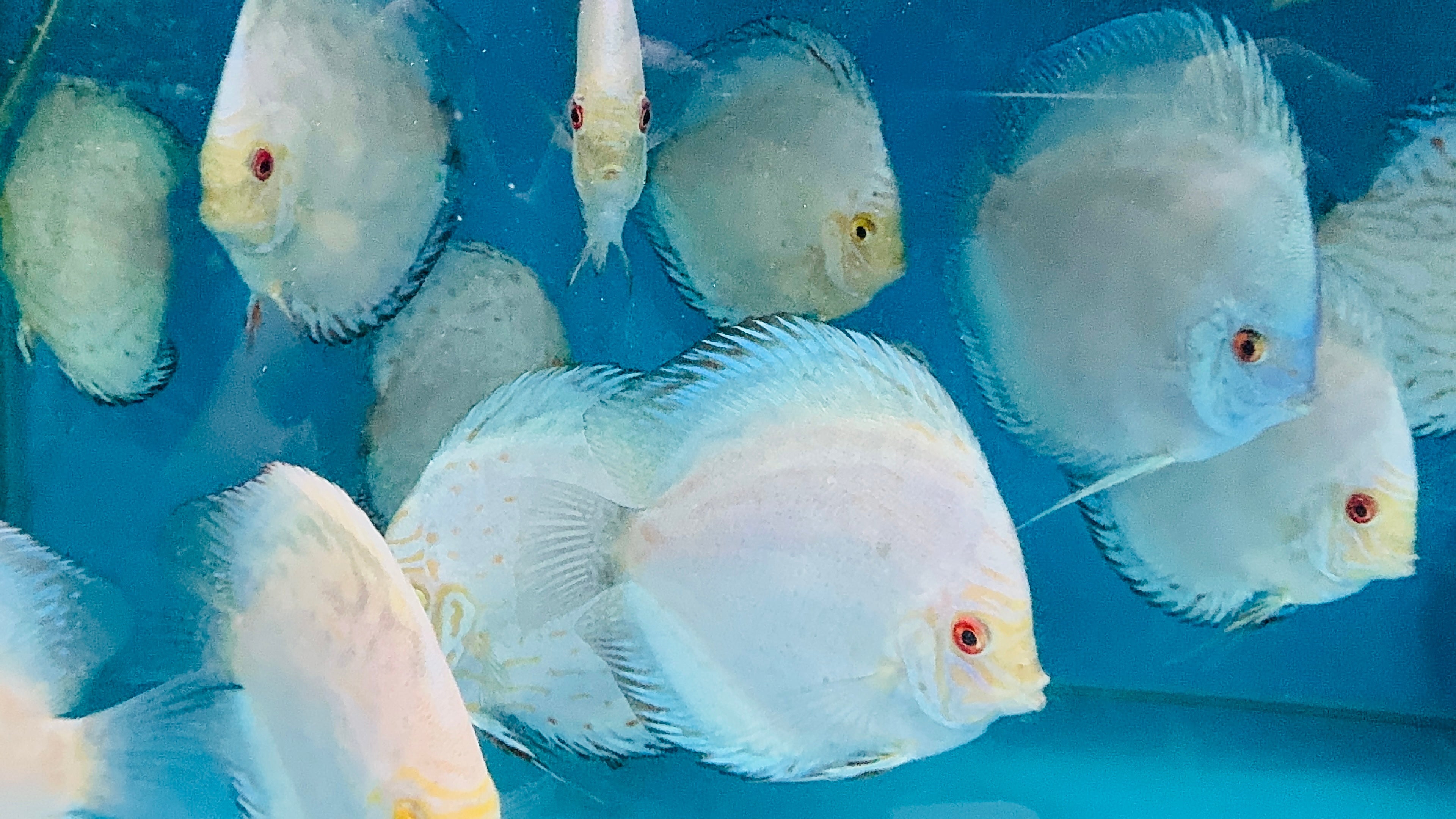 Discus - Giant brillian turquoise 14cm Show Micro Aquatic Shop