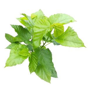Fresh Mulberry Leaves - Shrimp and Algae Eater Fish Food Micro Aquatic Shop