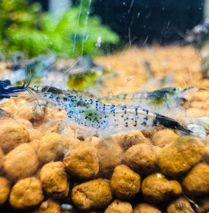 Cherry Shrimp - Blue Carbon 1cm Micro Aquatic Shop
