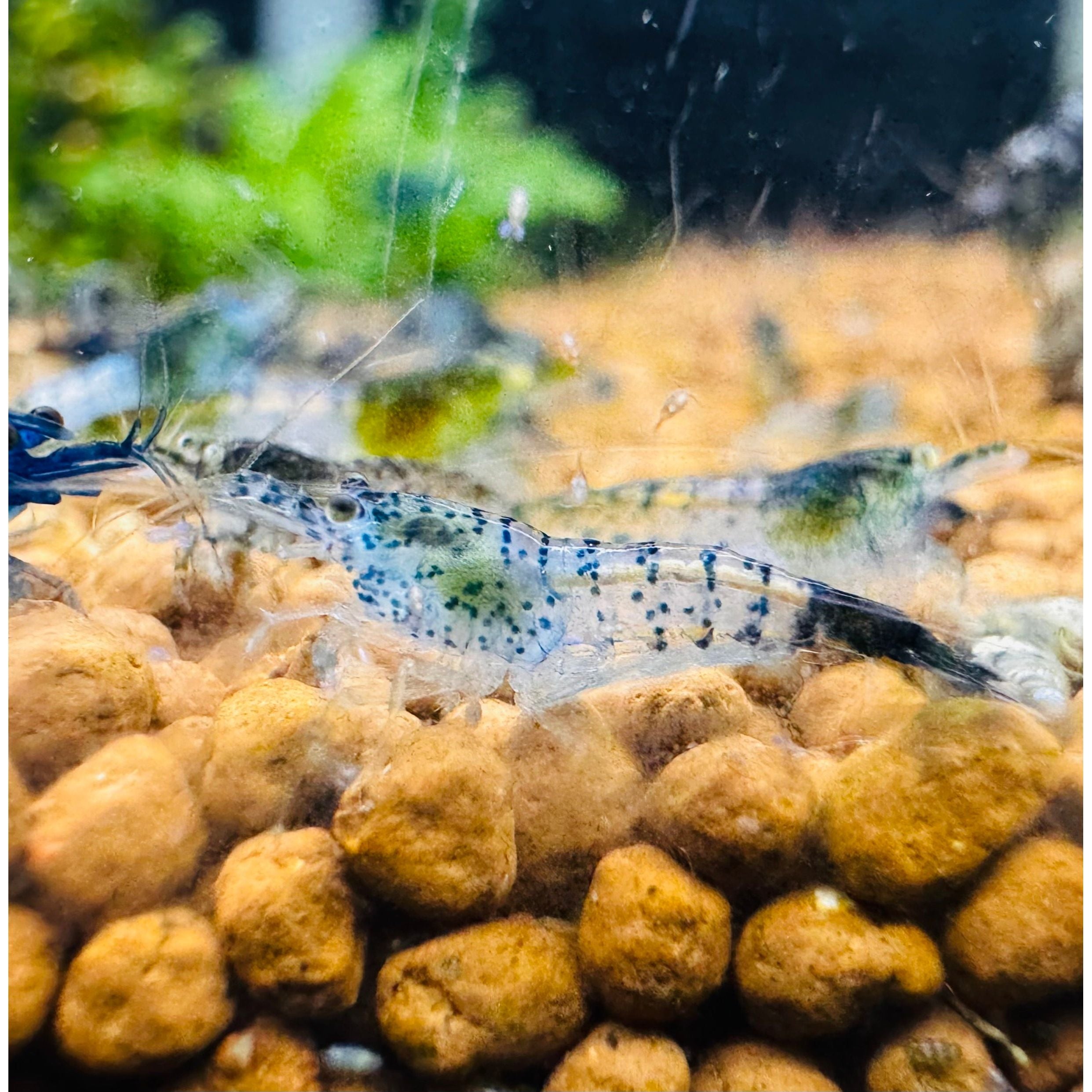Cherry Shrimp - Blue Carbon 1cm Micro Aquatic Shop