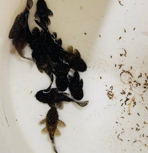 Peppermint Pleco 3cm Micro Aquatic Shop