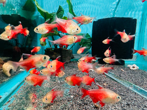 Tetra - Golden Flame 2cm Micro Aquatic Shop