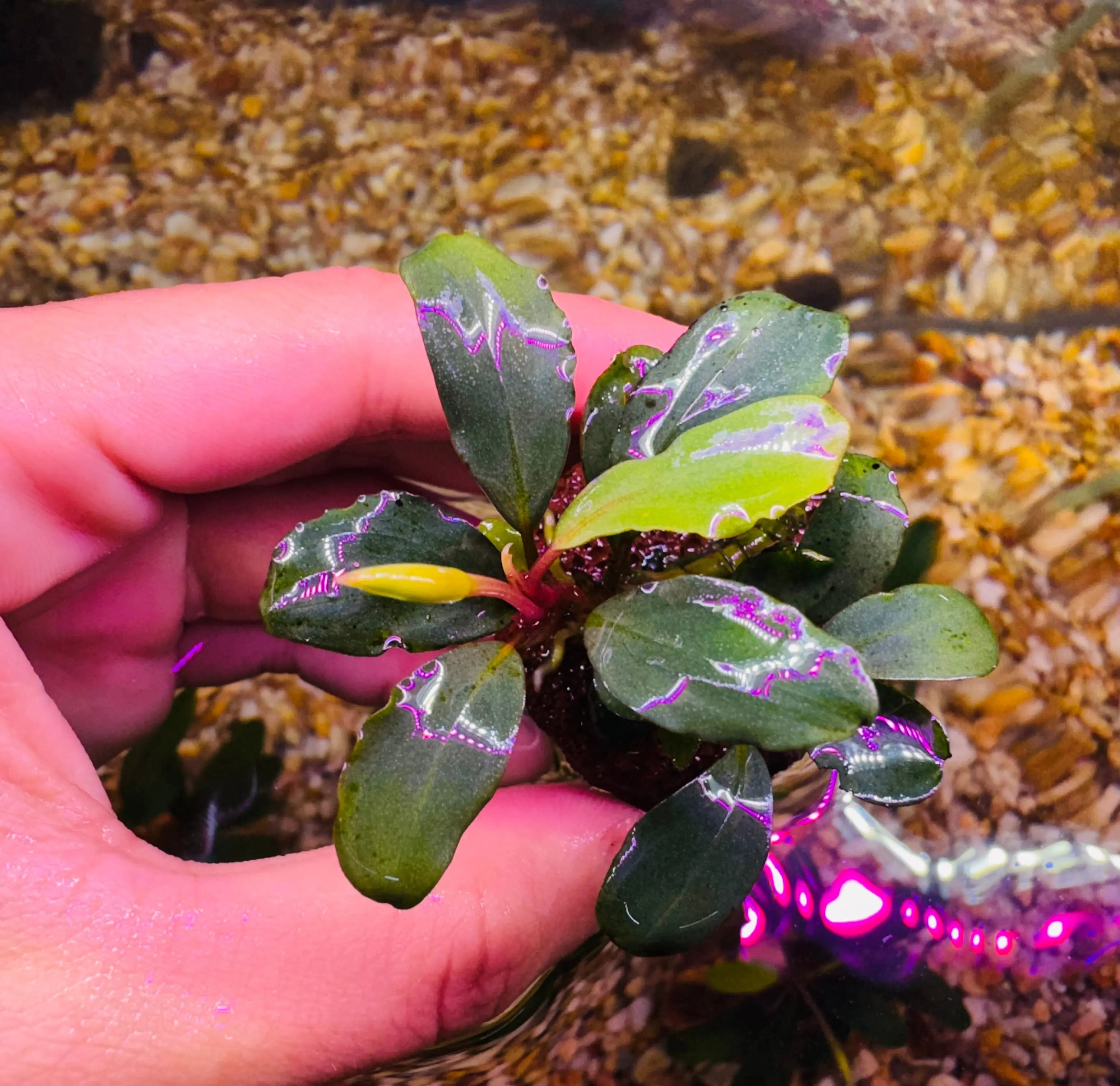 Bucephalandra On the Rock