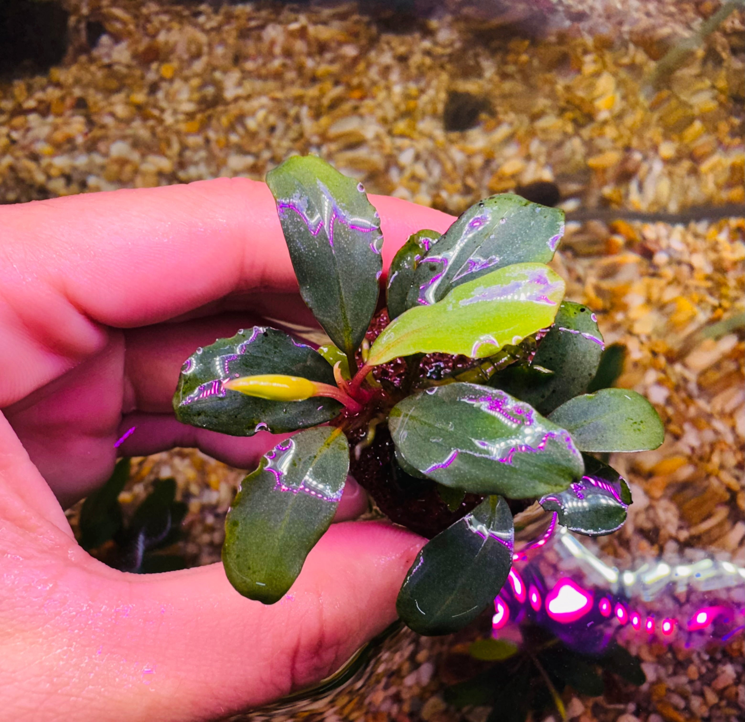 Bucephalandra On the Rock Micro Aquatic Shop
