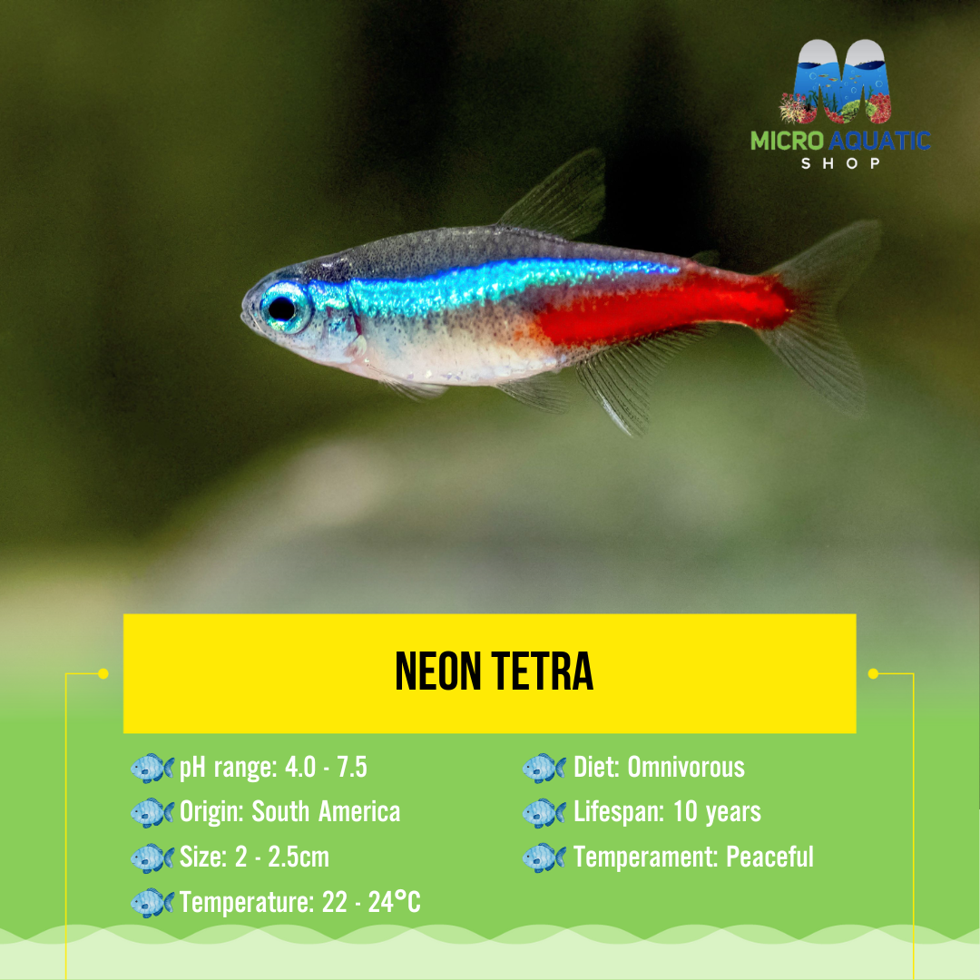 FLASHSALE Neon Tetra 2-2.5cm