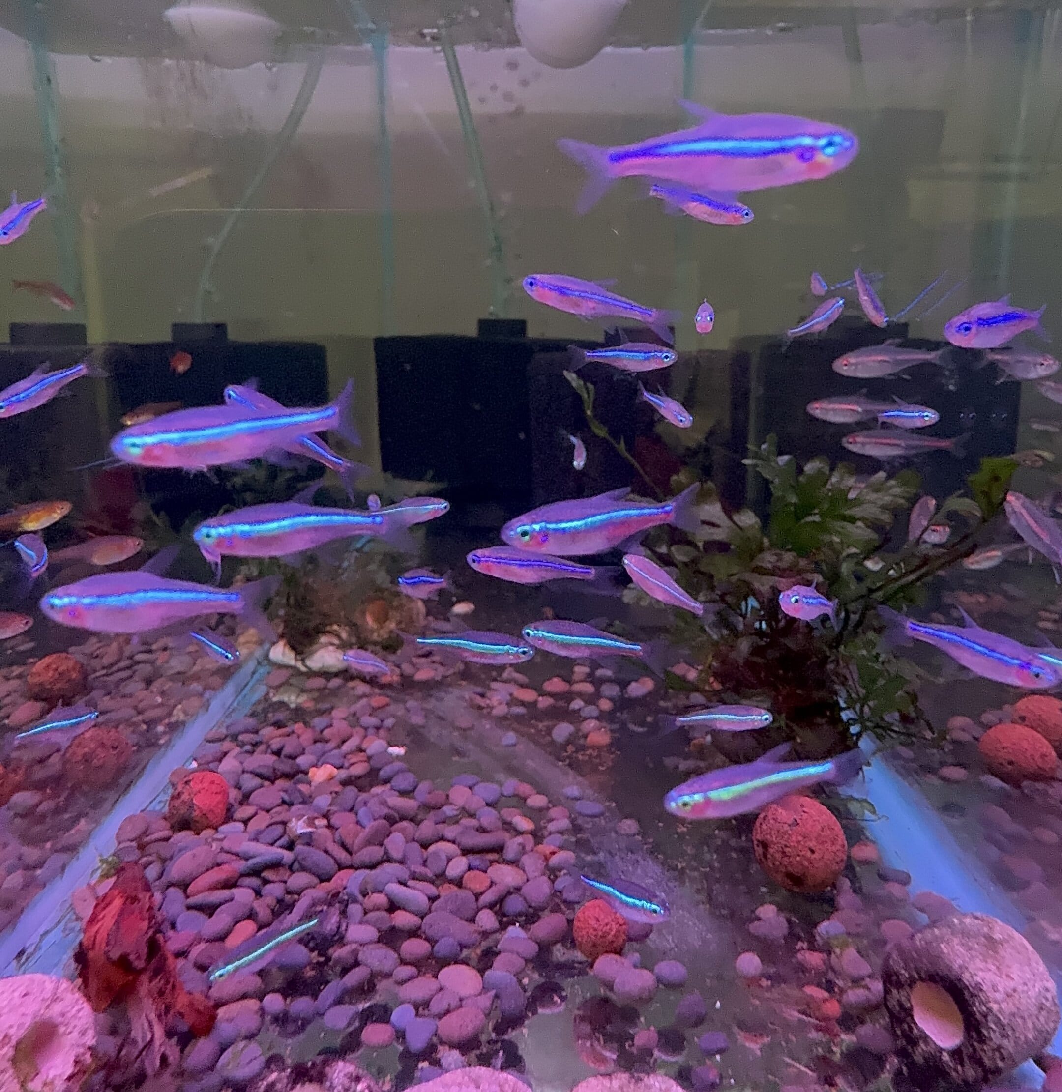 Green Neon Tetra  (Paracheirodon simulans)