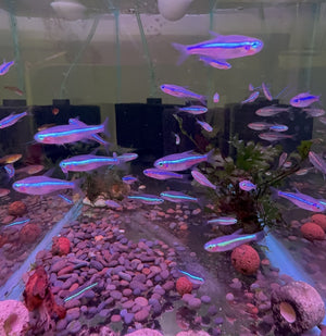 Green Neon Tetra (Paracheirodon simulans) Micro Aquatic Shop