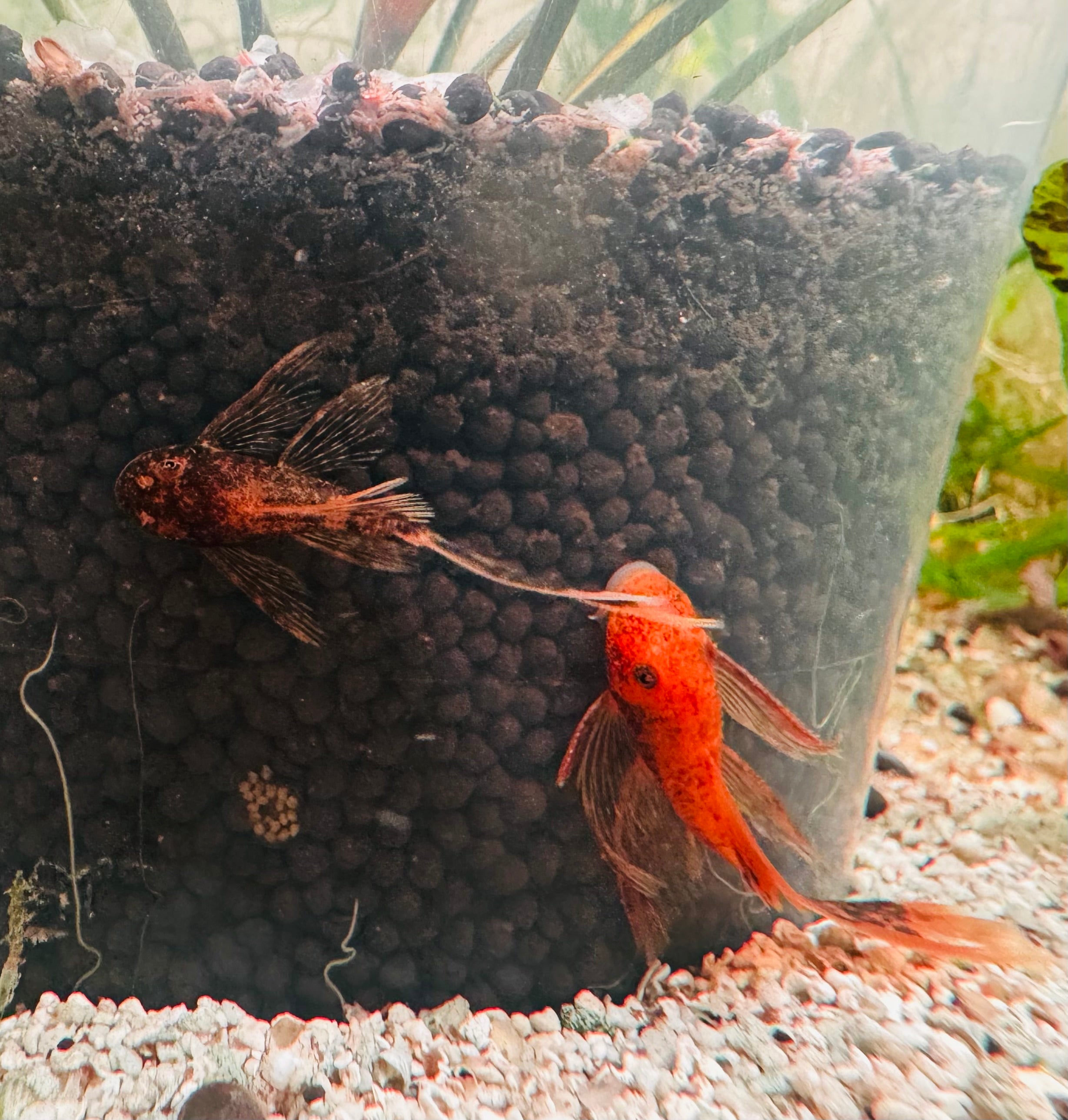 Calico Pleco Longfin 4-5cm