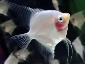 Angel Fish - Blushing Cheek 4cm Micro Aquatic Shop