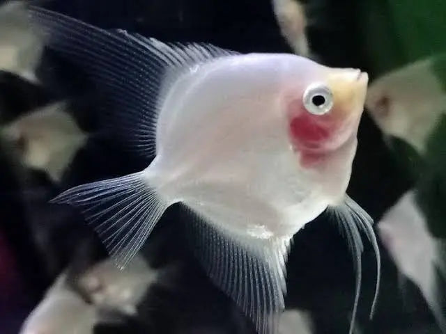 Angel Fish - Blushing Cheek 4cm Micro Aquatic Shop