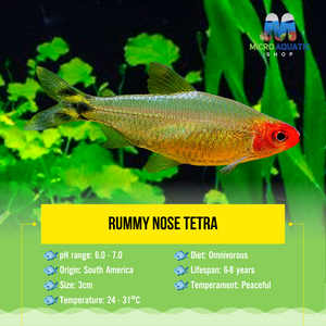 Tetra - Rummy Nose 3cm Micro Aquatic Shop
