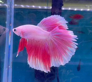 Betta Male - A Grade Prince P1 Show Micro Aquatic Shop