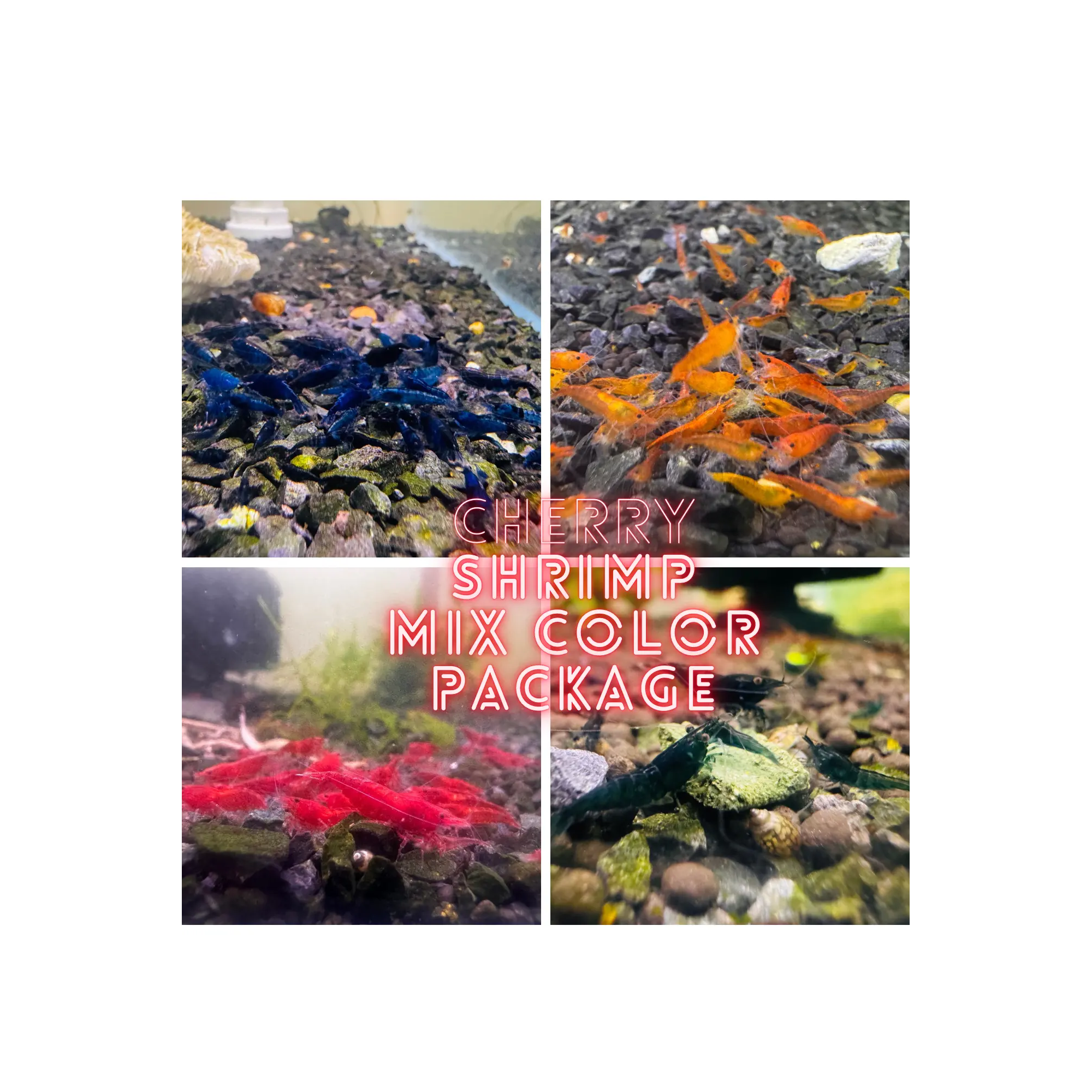 Cherry Shrimp Mix Color Package Micro Aquatic Shop