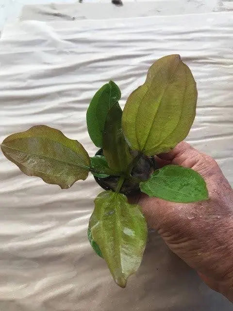 Echinodorus amazon 'AC Sunrise' Micro Aquatic Shop