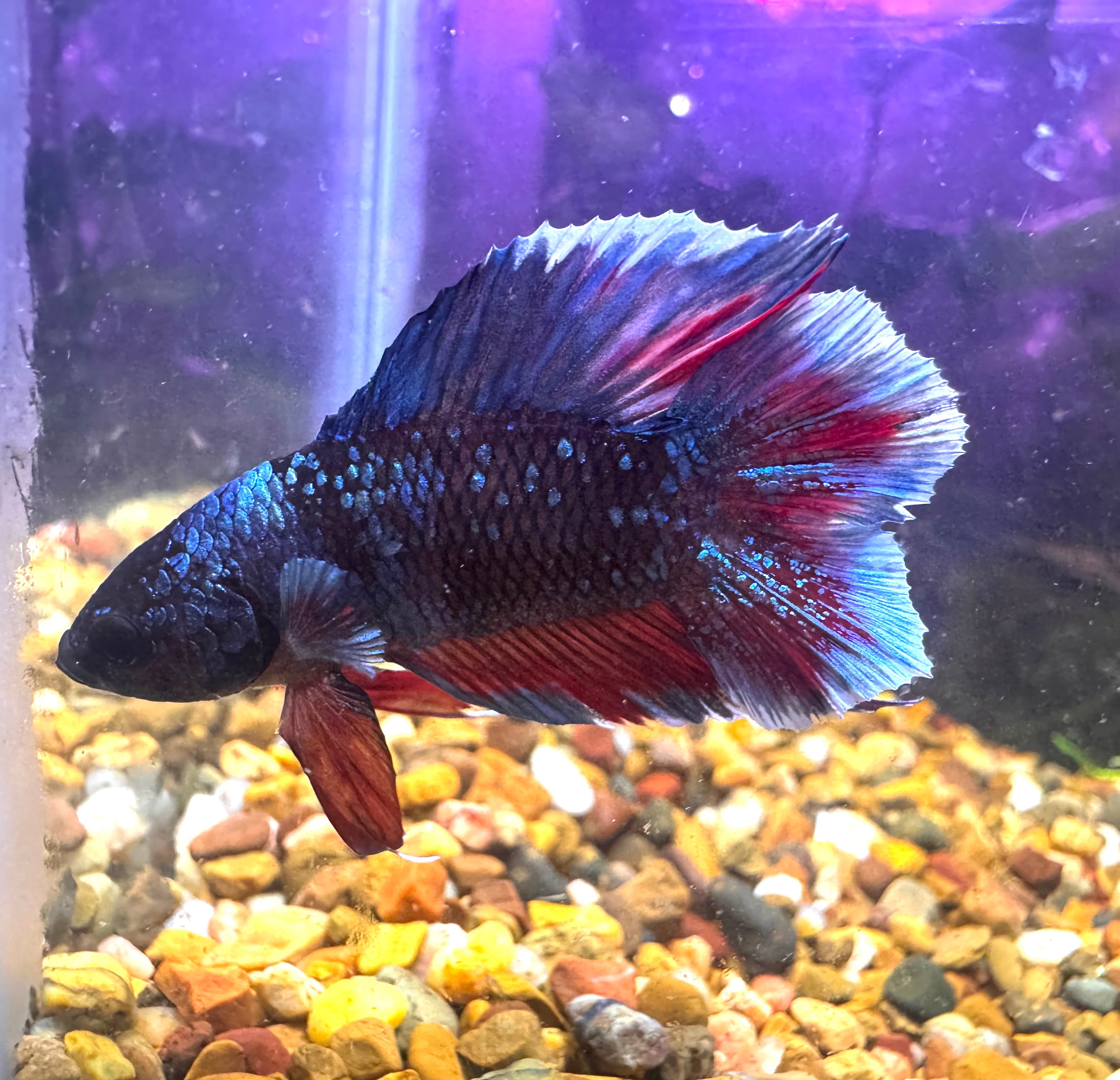 Premium Double Tail Male Betta D1