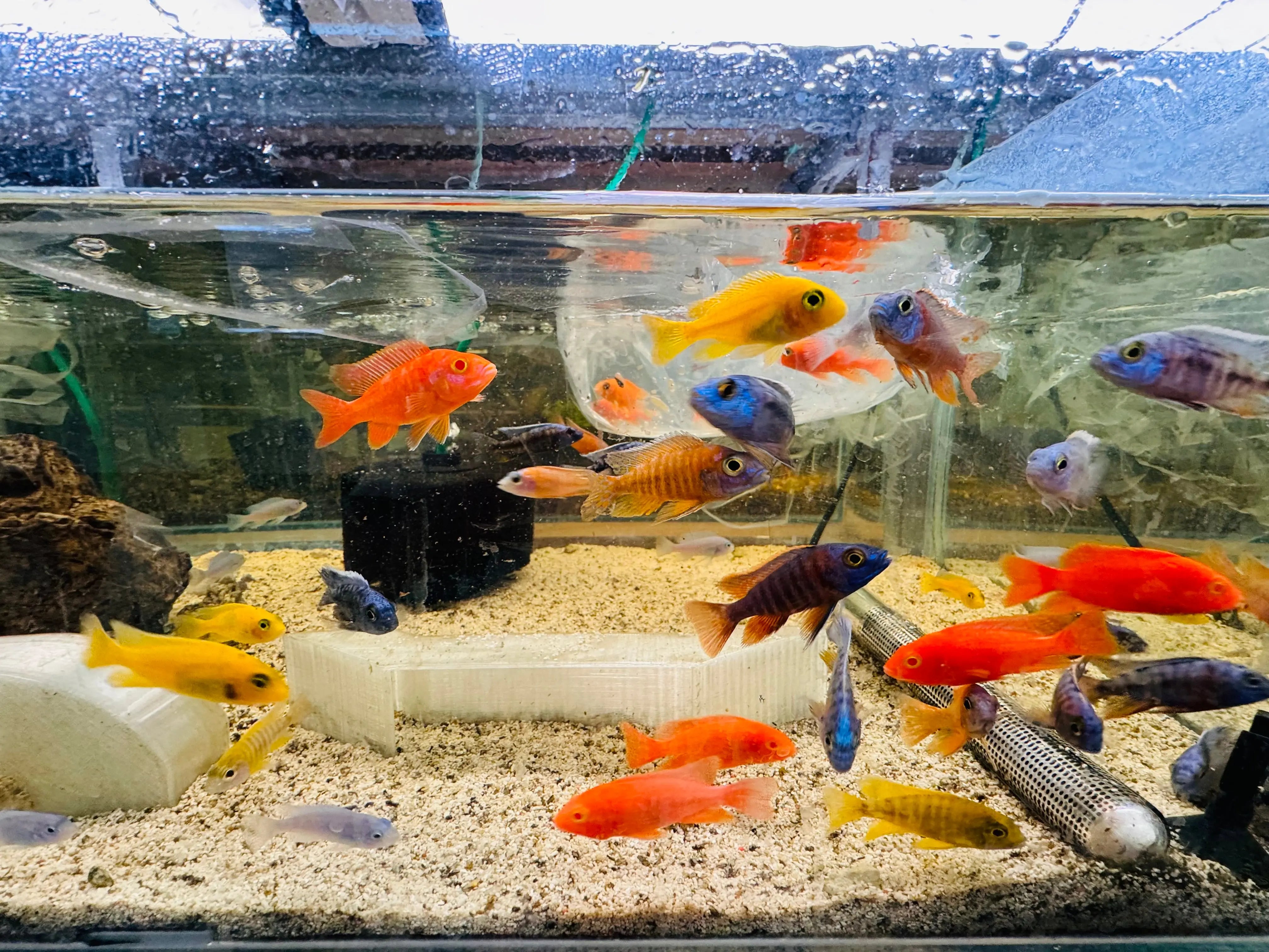 Pack 5 x African Cichlid - Mix Color Peacock Micro Aquatic Shop