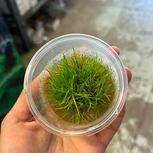 Tissue Culture - Eleocharis Acicularis mini - HG Micro Aquatic Shop