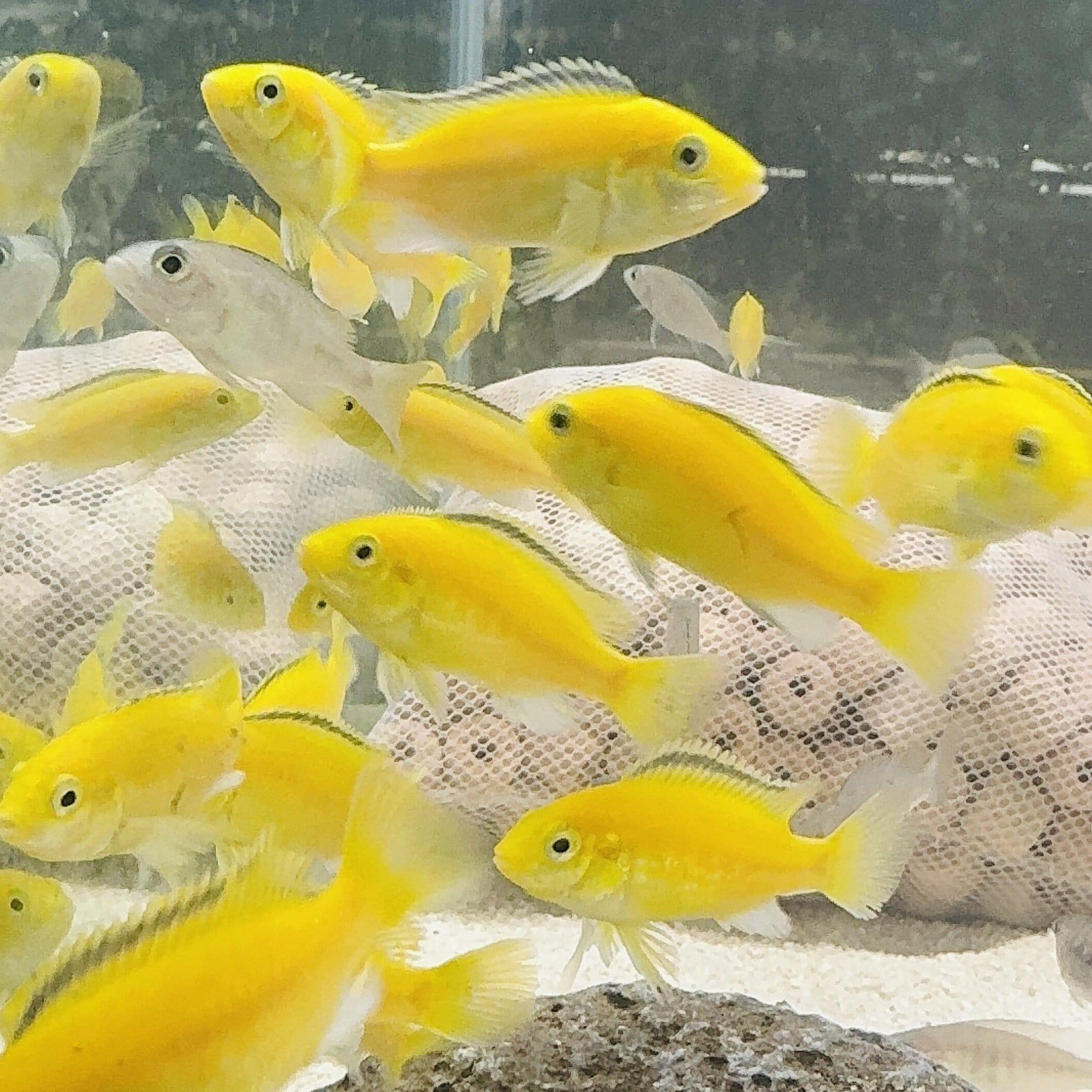 African Cichlid – Electric Yellow Cichlid - Labidochromis Caeruleus Micro Aquatic Shop