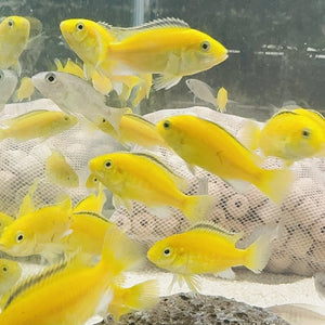 African Cichlid – Electric Yellow Cichlid - Labidochromis Caeruleus Micro Aquatic Shop