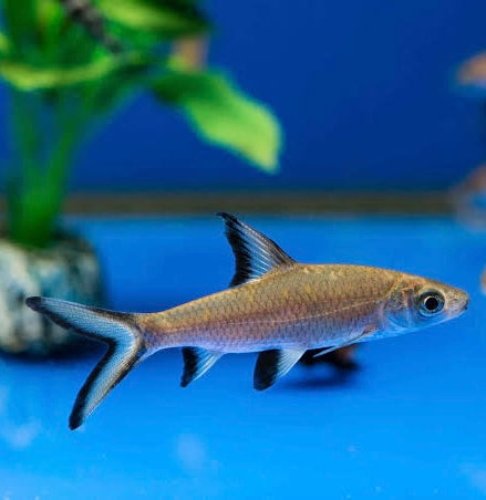 Shark - Silver 6cm Micro Aquatic Shop