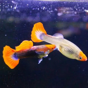 Guppy -Dwarf Koi Tuxedo 2cm Micro Aquatic Shop