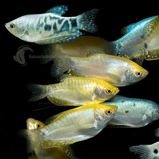 Gourami - Assorted Color 4cm