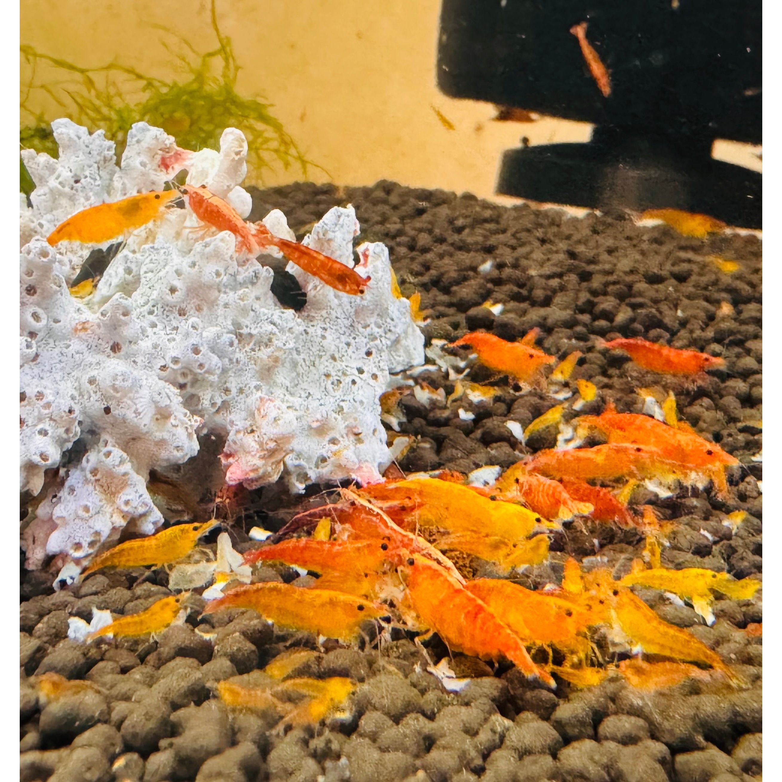 Cherry Shrimp - Sunkist 1cm Micro Aquatic Shop